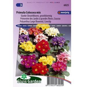 Grootbloemige slanke sleutelbloem bloemzaden &ndash; Primula colossea mix