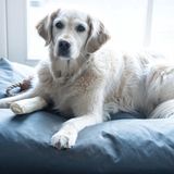 HG - Luchtverfrisser - Effectieve Geurverwijderaar - 250ml