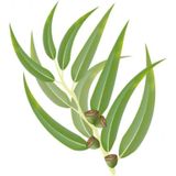 Wapiti eucalyptus olie 100 ml