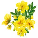 Wapiti Darmfunctie Complex 20 tabletten