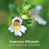 Weleda Ogentroost Oogdruppels - 10 ml