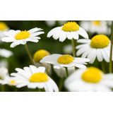 Weleda - Dermalotion - Eczeemzalf - Verzorgend - 100ml