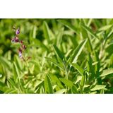 Bio Salie - Keelspray - Plantaardig - Aangename Smaak