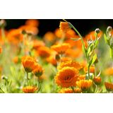 Weleda Calendula Spray 30 ml