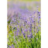 Weleda Zuiverende Room Spray Relax