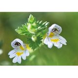 Weleda - Ogentroost - Oogdruppels - 10 Stuks - Natuurlijke Ingrediënten