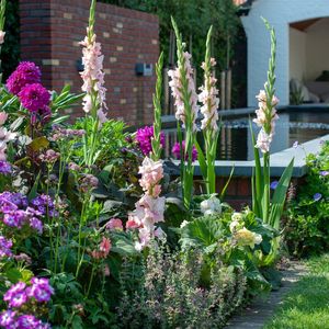 Zomerbloeiers pakket - Dahlia - Gladiool - Vaste planten - Geschikt voor borders en potten