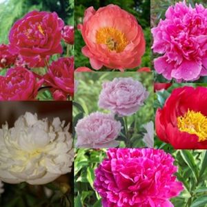 Pioen Mix 5 stuks 3/5 - Paeonia - Pioenroos