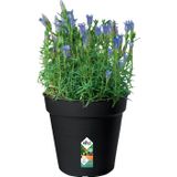Elho Green Basics Grow Pot 17 - Bloempot voor Binnenbuitenkweken En Oogsten - Ø 17.0 x H 15.8 cm - Living Black