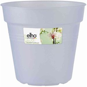 Green Basic Orchidee transparent 13 cm