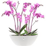 Elho Bloempot Brussels Diamond Ovaal 36cm Wit | Bloempotten & accessoires