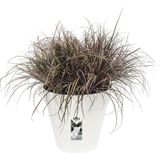 Elho Loft Urban Rond 30 - Bloempot voor Buiten - Ø 28.5 x H 26.0 cm - Wit