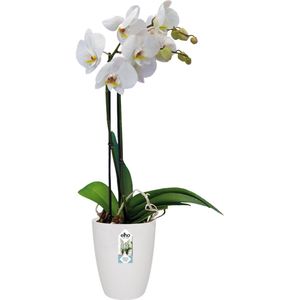 Elho Bloempot Brussels Orchid High Ø12,5cm Wit