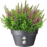 Elho Loft Urban Schaal 35 - Bloempot Voor Buiten - Ø 34.5 X H 20.2 cm - Antraciet