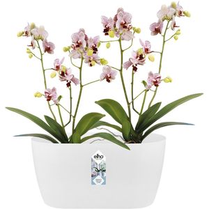 Elho Brussels Orchidee Duo 25 - Bloempot voor Binnen - Ø 24.8 x H 12.0 cm - Wit