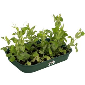 Elho kweektray Green Basics groen 36 x 26,5 x 6,3 cm