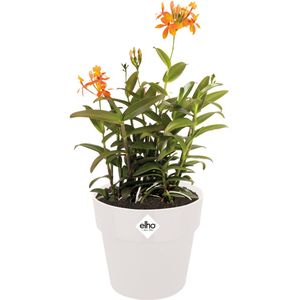 Elho B.for Original Rond 25 - Bloempot voor Binnen - 100% Gerecycled Plastic - Ø 24.7 x H 23.2 cm - Wit