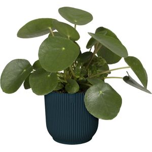 Elho Vibes Fold Rond 16 - Bloempot voor Binnen - 100% Gerecycled Plastic - Ø 16.1 x H 14.8 cm - Diepblauw