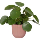 Elho Vibes Fold Rond 30 - Bloempot voor Binnen - 100% Gerecycled Plastic - Ø 29.5 x H 27.2 cm - Delicaat Roze