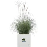 Elho Vivo Next Vierkant 40 - Plantenbak voor Binnen & buiten - 100% Gerecycled Plastic - L 39.0 x H 37.9 cm - Wit