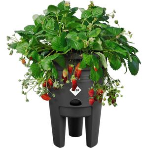 Elho Green Basics Aardbeien Pot - Plantenpot Voor Moestuinieren - Aardbeien Kweken en Oogsten