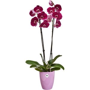 Elho Brussels Diamond Orchidee Hoog 12.5 - Bloempot voor Binnen - Ø 12.5 x H 15.0 cm - Levendig Violet