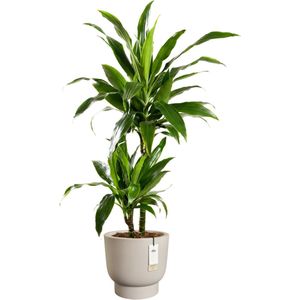 Elho Amber Grail 40 - Bloempot voor Binnen & Buiten - 100% Gerecycled Plastic - Ø 38 x H 36 cm - Balanced beige