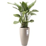 Elho - June Round High 30 - Bloempot - Balanced beige - Ø 29.5 x H 52.5 cm