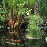 Velda - Drijvende Plantmand - Tempex - Voor Moerasplanten