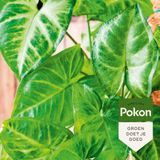 Pokon Bladglans 250ML Klein verpakking