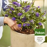 Pokon RHP Potgrond Kwekerskwaliteit 40L