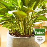 Pokon Powerspray Kamerplanten 300ml