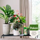 Pokon Plantenvoeding Kamerplanten 500 ml