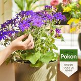 Pokon Bloeiende planten voeding 500 ML Voordeel verpakking