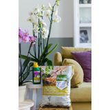 Pokon Orchidee Voeding 500ML Voor uitbundige bloei