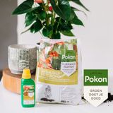 Pokon Planten Voeding Anthurium 500 ml