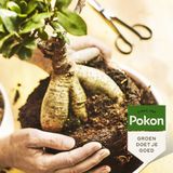 Pokon Bonsai Voeding - 250ml - Plantenvoeding - 10ml per 1L water