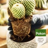 Pokon Cactus & Vetplant Voeding 250 ml