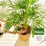 POKON PALM VOEDING 250 ML