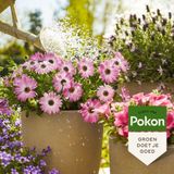12x Pokon Plantenvoeding Terras & Balkon 500 ml