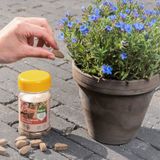 Pokon Bio Voedingskegels voor Terras- & Balkonplanten - 40 stuks - 120 dagen voeding - Biologische Plantenvoeding