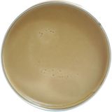 WIERTZ Antiekwas Loog - 380 ml - 250 g - boenwas van zuivere bijenwas, meubelonderhoudsmiddel