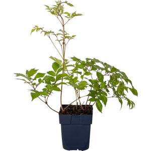 Astilbe Japonica 'Deutschland' | 1 stuk | Schaduwplant | tuinplant schaduw | 11x11 cm Kwekerspot | Snijbloem | verwilderend | Geschikt voor in Pot | winterhard | Wit