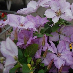 Clematis 'Margaret Hunt' - Bosrank 50-60 cm in pot