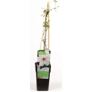 Clematis 'Miss Bateman' - Bosrank - 50-60 cm in pot: Klimplant met witte bloemen met een groen hart, bloeit in het voorjaar.