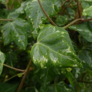 Hedera Helix 'Kolibri' - Klimop - 50-60 cm pot: Klimplant met bont groen-wit blad, geschikt voor zowel bodembedekking als muurbegroeiing.