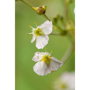 Moerings Alisma Platago Aquatica | Waterweegbree | In 18CM Mand Kant en Klaar