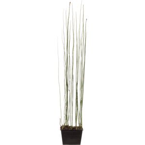 Moerings Equisetum Japonica | Japanse Holpijp | In 18CM Mand Kant en Klaar