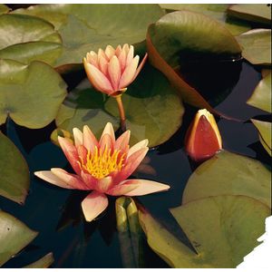 Moerings Nymphaea Sioux | Waterlelie | In 11CM pot