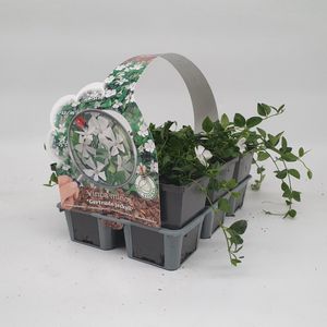 2x6 stuks (12 planten) in 6-Pack concept - Vinca minor 'Gertrude Jekyll' - Bodembedekker - Vaste plant - Tuinplant - Winterhard - Groenblijvend - Groen - Maagdenpalm - Kleine maagdenpalm